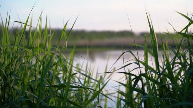 Sunset View Through Lush Green Reeds in a Spring Delta
