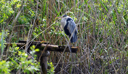 Reiher in Tarnung © Jürgen Hamann