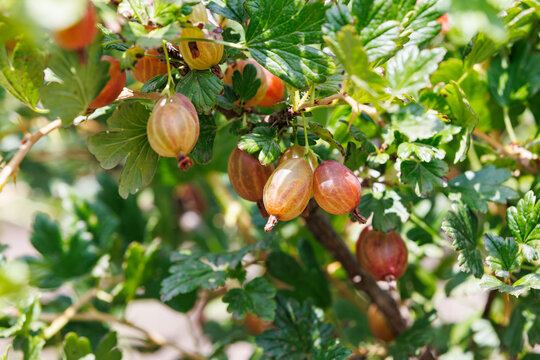 Fresh Ripe Red Gooseberries Growing on a Bush Branch in Sunny Summer Garden