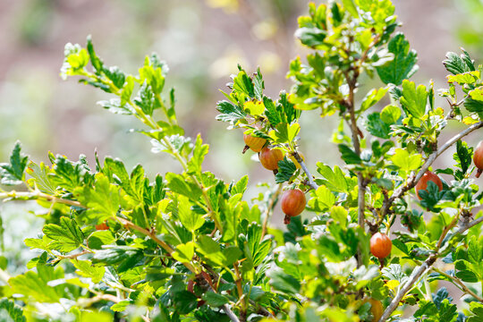 Growing Gooseberries at Home Garden Caring for Fruit Bushes and Increasing Harvest