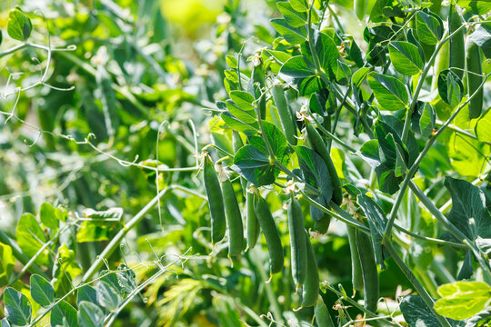 Fresh green peas pods growing on vine in organic agricultural garden.