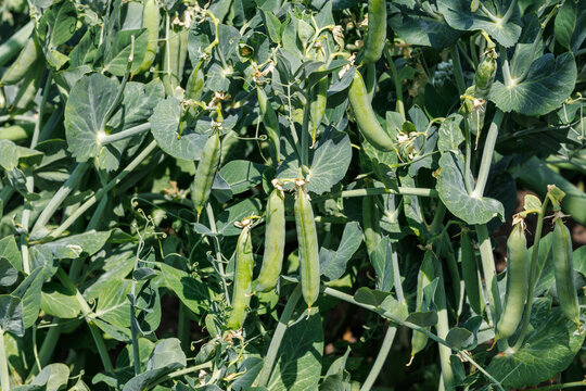 Fresh green pea pods ripening on bush in field of agricultural farm.