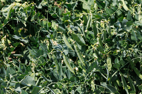 Green pea pods on bush background in agricultural field plantations.