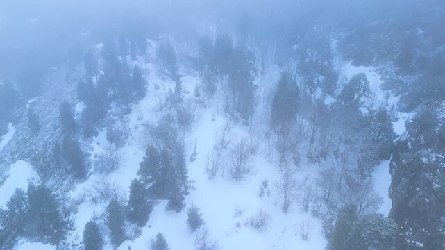 Aerial view from a drone of the mixed forests of fir, pine, and beech trees in the Pyrenees Mountains. Pyrenees. Navarre. Huesca. Aragon. Spain. Europe.