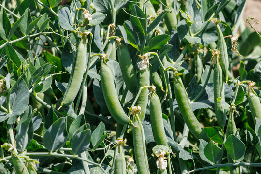 Fresh green peas pods growing on plant in agricultural farming field.