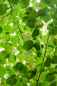 Linden tree leaves background, summer botanical banner template
