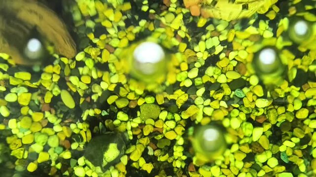 Colorful fish swim in a bright aquarium with lush green plants	