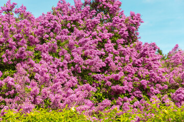 Obraz premium Vibrant Lilac Blossoms Fill a Sunny Garden, Creating a Stunning Visual Symphony in Springtime's Gentle Embrace Under a Bright Blue Sky