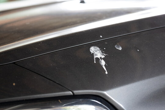Bird droppings on a gray car surface, conceptual image symbolizing bad luck, frustration, annoyance, dirt, and unexpected everyday problems.