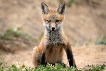 Fototapeta premium Red Fox Kit