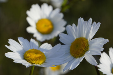 Fototapeta premium white daisy flower