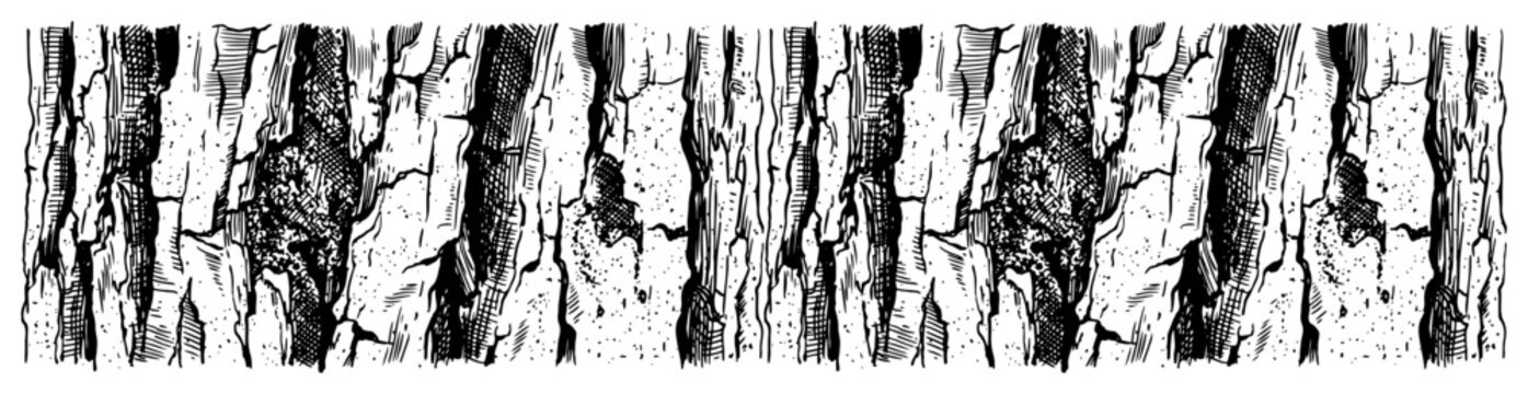 Tree bark texture showing detailed wood grain pattern in vintage line art engraving style