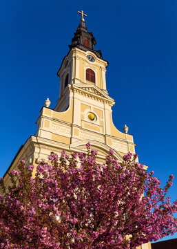 The Moon Church (Dormition of the Mother of God) Above Japanese Cherry Blossoms, Oradea, Romania