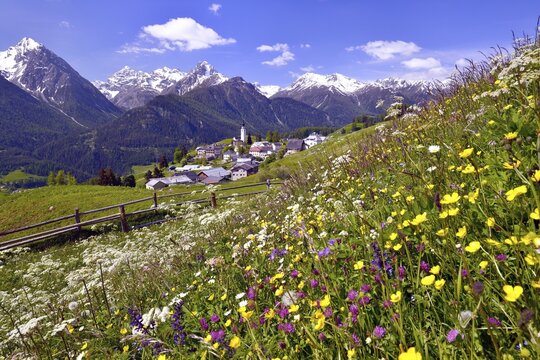 Meadow flowers against Ftan in the Lower Engadin, Graub&uuml;nden, Switzerland