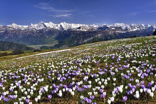 Crocus meadow above Interlaken near Beatenberg on the Niederhorn, snow-capped Bernese Alps with Eiger, M&ouml;nch and Jungfrau, Bernese Oberland, Canton of Bern, Switzerland