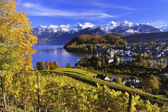 Townscape of Spiez on Lake Thun with the snow-covered Bernese Alps, Canton of Bern, Switzerland