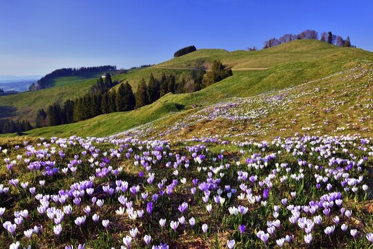 Meadow with flowering Crocuses (Crocus) on the R&auml;misgummen in Emmental, Canton Bern, Switzerland