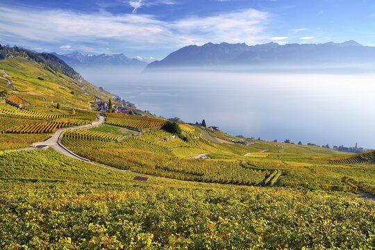 Autumn-coloured vineyards with mist, at Lake Geneva, Lavaux, Epesses, Canton of Vaud, Switzerland