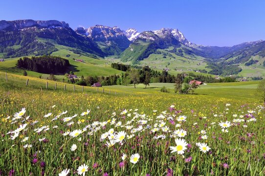Flower meadow in the Appenzell region, with views of the Alpstein massif with Mt Santis and Mt Altmann, Canton of Appenzell Innerrhoden, Appenzell, Switzerland