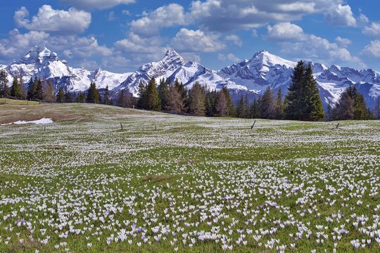 Maiens&auml;ss with flowering crocuses, behind them the snow-covered mountains Piz Ela, Corn da Tinizong, Piz Mitgel, Davos, Canton Graub&uuml;nden, Switzerland