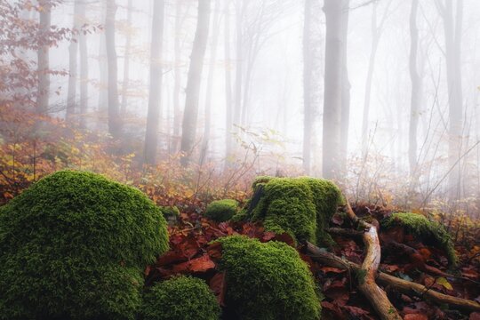 Foggy autumn day in a beech forest (Fagus sylvatica), in the foreground moss-covered tree stumps and autumn leaves, Canton Aargau, Switzerland