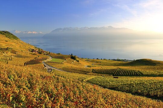 Autumn coloured vineyards on Lake Geneva, UNESCO World Heritage Lavaux, Canton Vaud, Switzerland