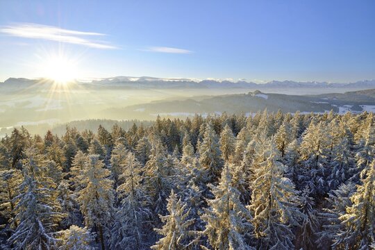 Sunrise over the Bernese Alps, view from Chuderh&uuml;si over snow-covered fir trees in the Emmental region, Bernese Oberland, Canton of Bern, Switzerland