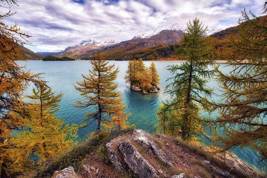 Island with autumn-coloured larches in Lake Sils, Engadin, Canton Graub&uuml;nden, Switzerland
