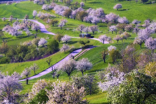 Postbus amidst blossoming cherry trees (Prunus avium), orchard in spring, Canton Solothurn, Switzerland