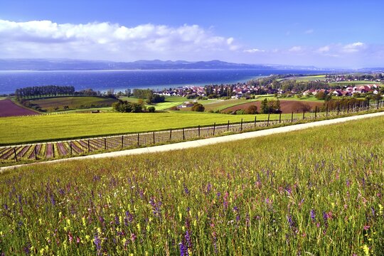 Flower meadow and vineyard on Lake Neuch&acirc;tel, near Concise, Yverdon-les-Bains, Canton of Vaud, Switzerland
