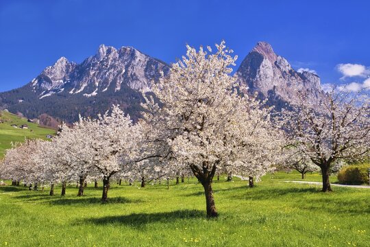 Orchard in spring, blossoming wild cherry (Prunus avium), mountains Klein Mythen and Gro&szlig; Mythen behind, Canton Schwyz, Switzerland