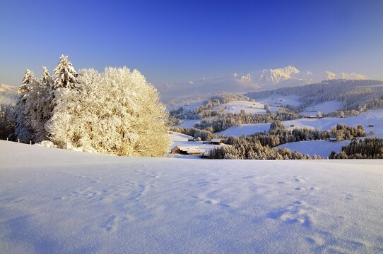 Appenzeller winter landscape in evening light with view on the Santis, Appenzell, Switzerland
