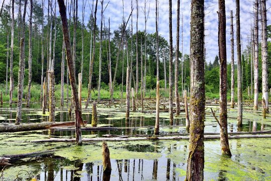 Lake created by beaver feeding with dead trees, Canton Zurich, Switzerland