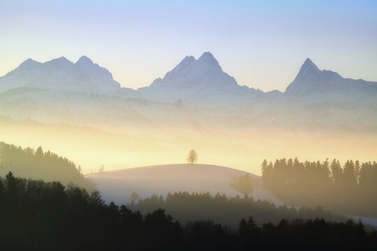 Winter landscape, lime tree (Tilia) on a snow-covered hill in the Emmental, behind snow-covered Bernese Alps, Canton Bern, Switzerland