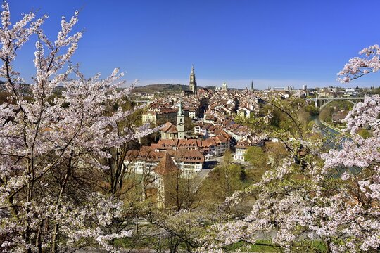 View of Bern's historic centre with flowering cherry trees, Bern, Canton of Bern, Switzerland
