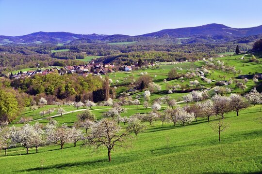 The village of St. Pantaleon surrounded by blossoming cherry trees, Nuglar, Canton of Solothurn, Switzerland