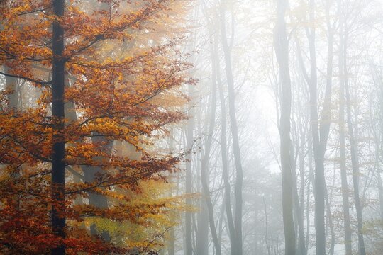 Single beech (Fagus sylvatica) with colourful autumn leaves, beech forest in fog, Canton Aargau, Switzerland