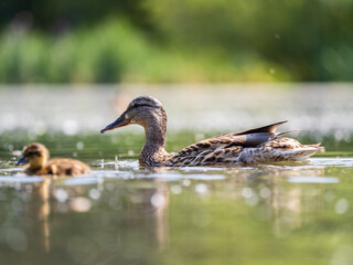 Fototapeta premium A family of ducks, a duck and its little ducklings are swimming in the water. The duck takes care of its newborn ducklings. Mallard, lat. Anas platyrhynchos