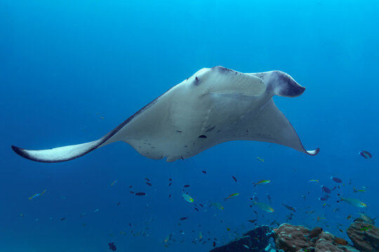 Frontal and ventral view of a Reef Manta Ray (Mobula alfredi) swimming in the Maldives.
