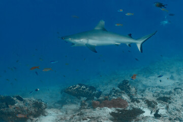Naklejka premium Grey Reef Shark with mouth open swimming over a coral reef with a Marbled Grouper in the Maldives.