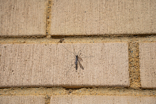 Large crane fly sitting on yellow brick wall texture background