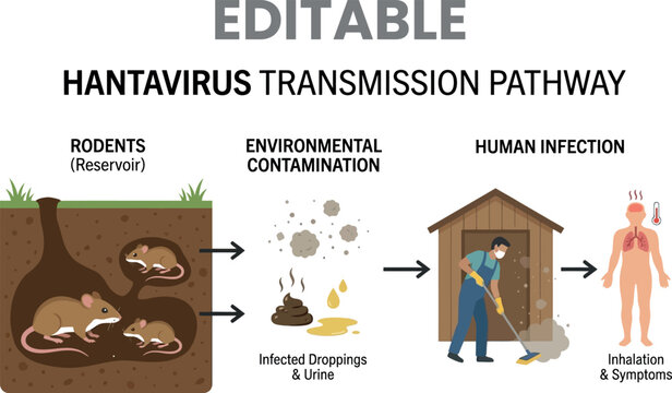 Hantavirus transmission pathway illustration rodents contamination and human infection
