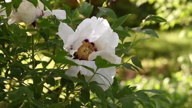 Peony flower blooming in spring garden, white paeonia suffruticosa sways in the wind, springtime floral natural background, beautiful botanical nature bloom.