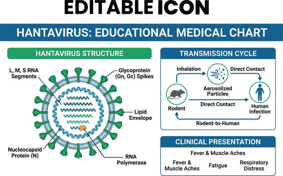 Hantavirus educational chart structure transmission and clinical presentation