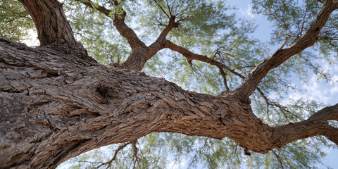 Fototapeta premium mesquite tree closeup of tree trunk and branches with leaves in desert setting