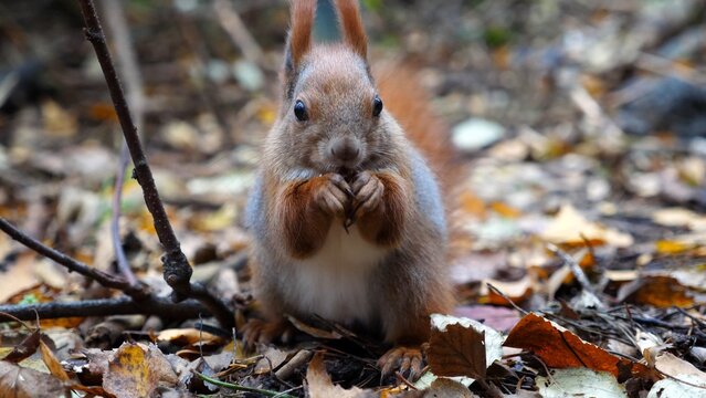 Wild fluffy squirrel gnawing nuts at forest. Cute brown rodent eating found walnuts at autumn park. Portrait to small sciurus chewing food outdoor. Concept of wildlife