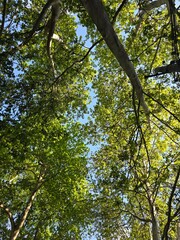 Fototapeta premium trees in the woods