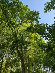 Fototapeta premium green trees in the forest