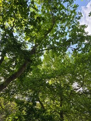 Fototapeta premium trees in the woods