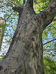 Obraz premium old tree trunk